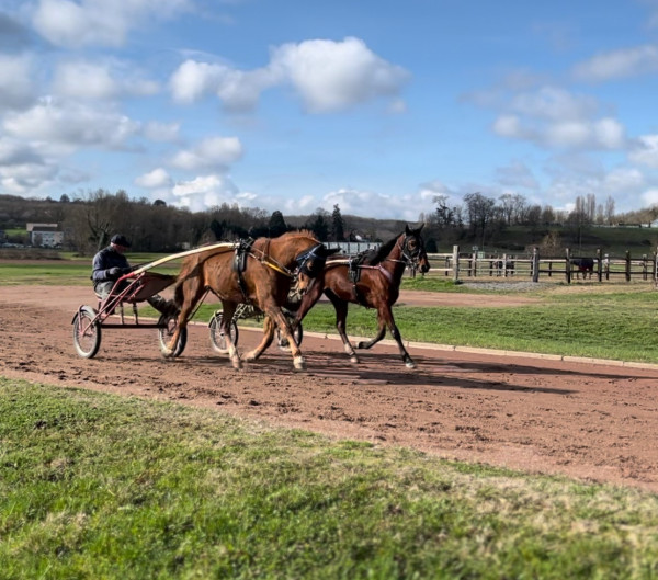 Chevaux de bapteme - Hippodrome de Vichy-Bellerive